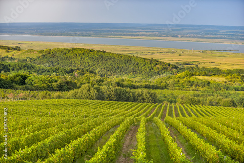 Obraz na płótnie Vineyard in Tuscany on a sunny spring day w salonie