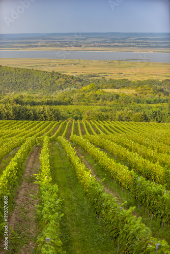 Obraz na płótnie Vineyard in Tuscany on a sunny spring day w salonie