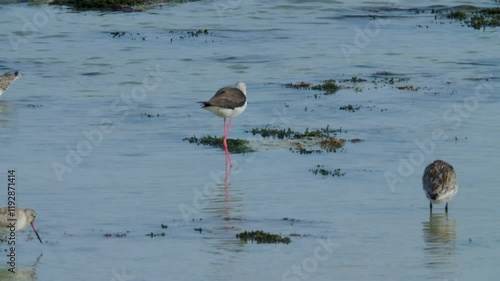 Shore birds feeding and preening in Sitra shore photo