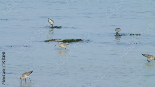 Group of small shore birds feeding in Sitra shore photo