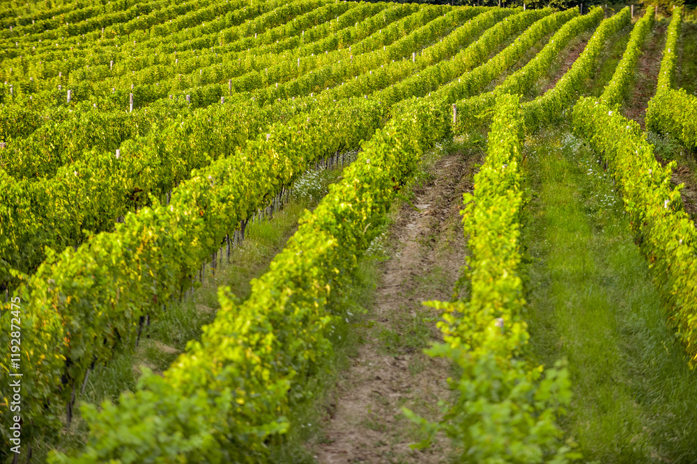 Vineyard in Tuscany on a sunny spring day
