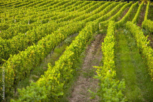 Obraz na płótnie Vineyard in Tuscany on a sunny spring day w salonie