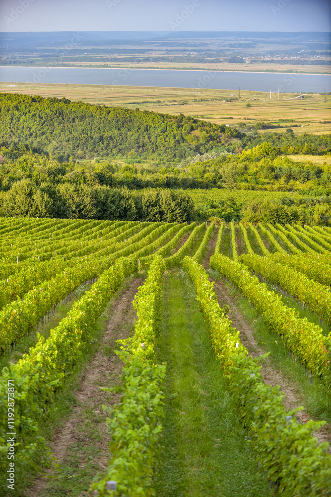 Vineyard in Tuscany on a sunny spring day