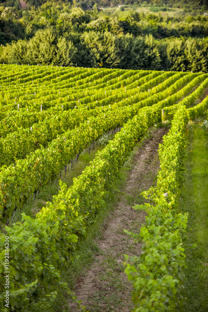 Vineyard in Tuscany on a sunny spring day