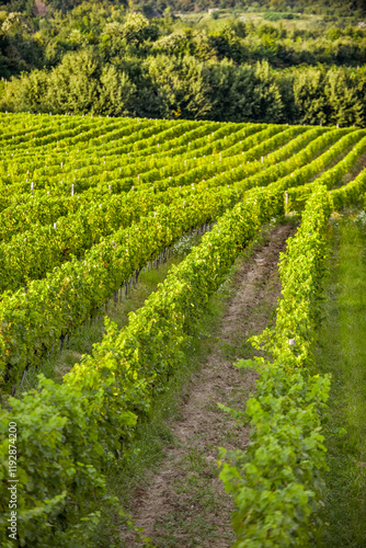 Obraz na płótnie Vineyard in Tuscany on a sunny spring day w salonie