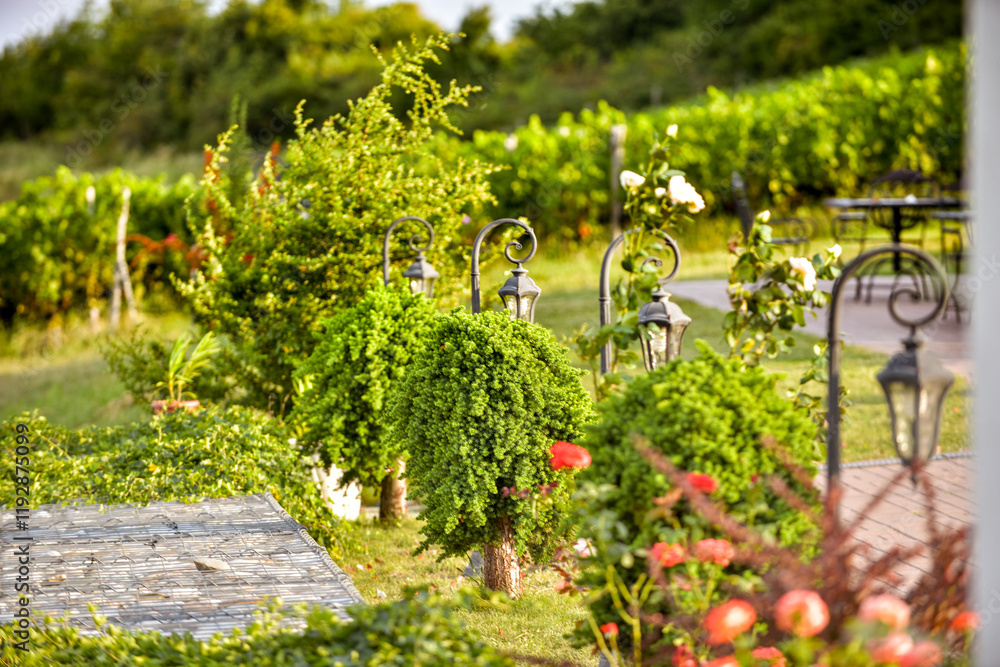 Vineyard in Tuscany on a sunny spring day