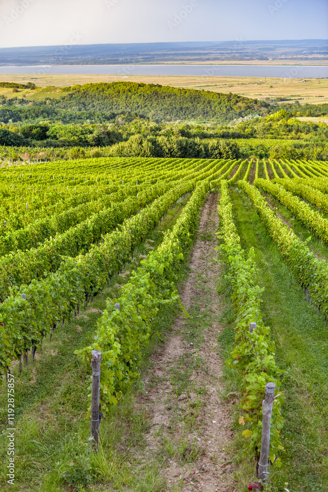 Vineyard in Tuscany on a sunny spring day