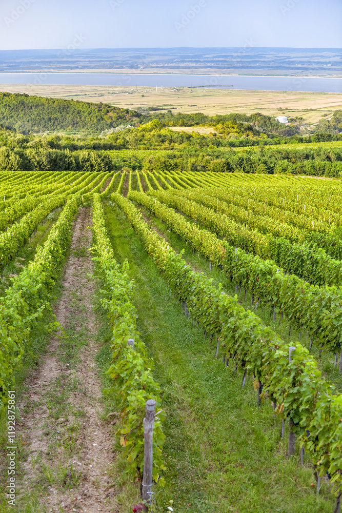 Vineyard in Tuscany on a sunny spring day