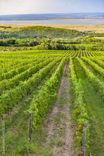 Obraz na płótnie Vineyard in Tuscany on a sunny spring day w salonie