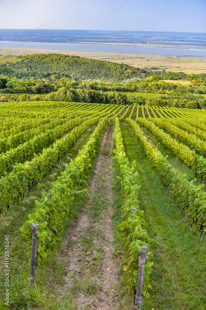 Vineyard in Tuscany on a sunny spring day