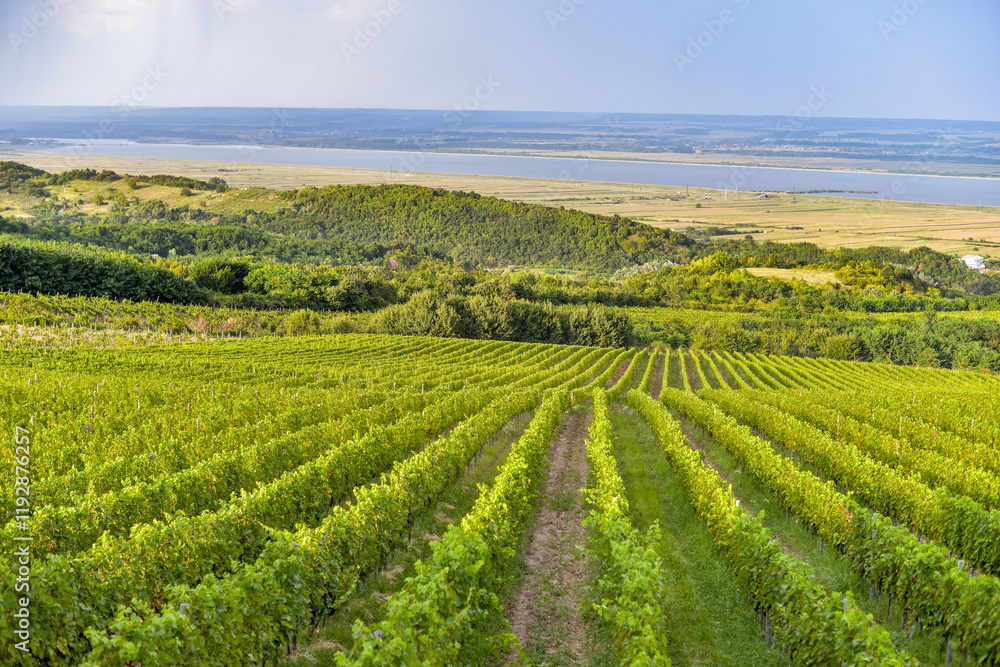 Vineyard in Tuscany on a sunny spring day