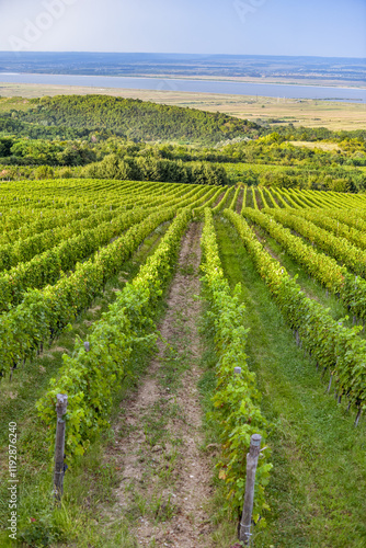 Obraz na płótnie Vineyard in Tuscany on a sunny spring day w salonie