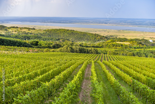 Obraz na płótnie Vineyard in Tuscany on a sunny spring day w salonie