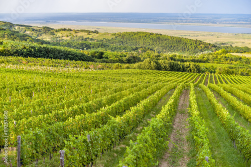 Obraz na płótnie Vineyard in Tuscany on a sunny spring day w salonie
