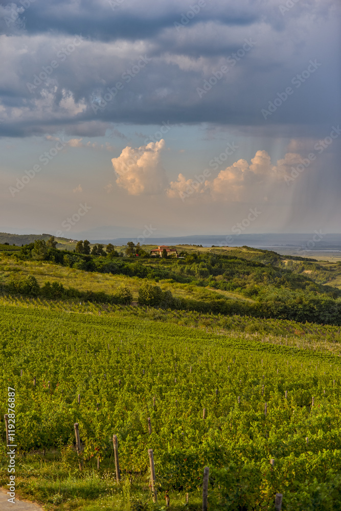 Vineyard in Tuscany on a sunny spring day