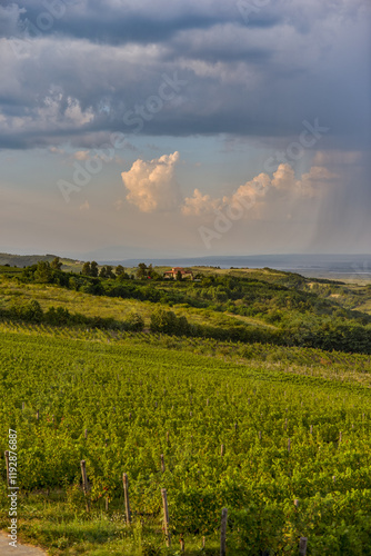 Obraz na płótnie Vineyard in Tuscany on a sunny spring day w salonie