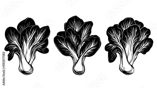 Collection of Bok choy, food vector art
