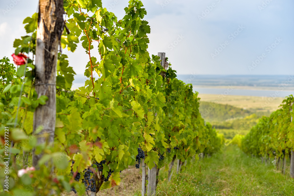 Vineyard in Tuscany on a sunny spring day