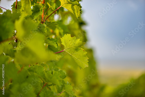 Obraz na płótnie Vineyard in Tuscany on a sunny spring day w salonie