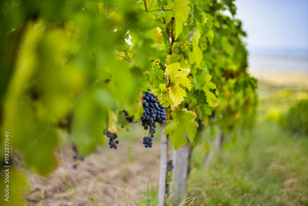 Vineyard in Tuscany on a sunny spring day