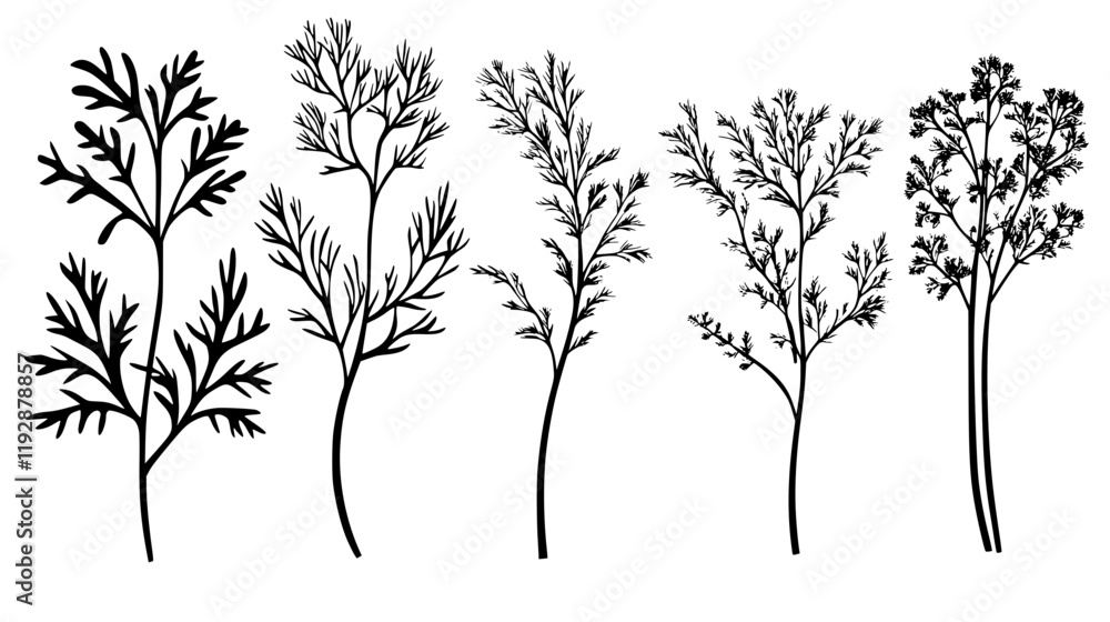 Fototapeta premium Collection of Fennel Fronds, food vector art
