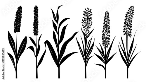 Collection of Millet, food vector art