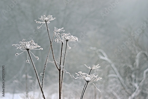 Alte Blütendolden im Winter mit Schnee und Raureif photo