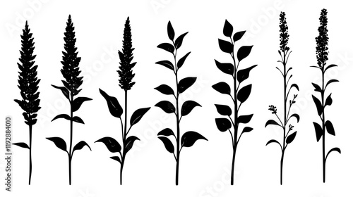 Collection of Amaranth, vectorized food design