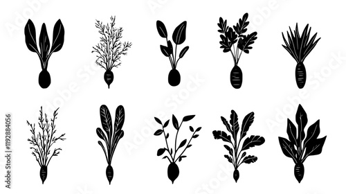 Collection of Arrowroot, vectorized food design