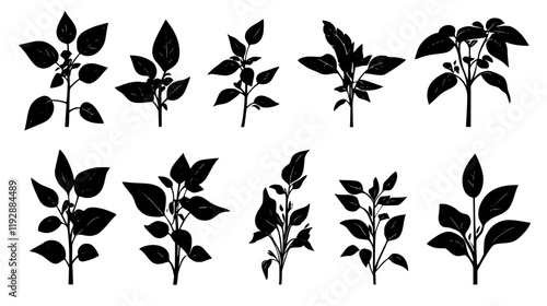 Collection of Basil, vectorized food design