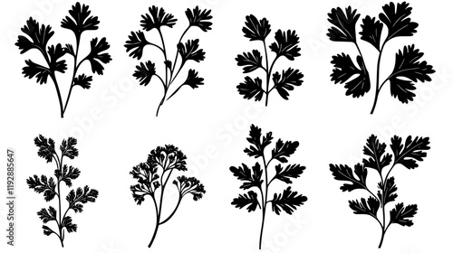 Collection of Cilantro icons, Cilantro vectorized seamless pattern