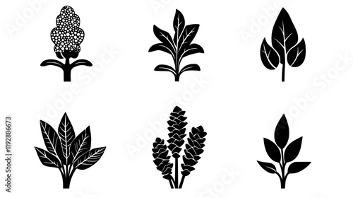 Collection of Galangal continuous icon pattern, Galangal vectorized artwork