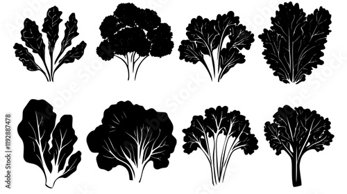 Collection of Kale, vectorized food design