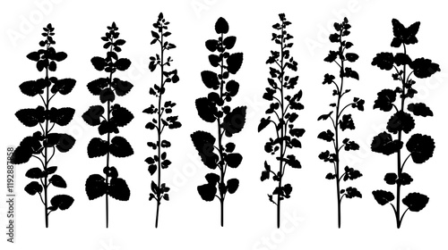Collection of Lemon Balm, vectorized food design