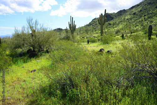 Sonora Desert Arizona Picacho Peak State Park photo