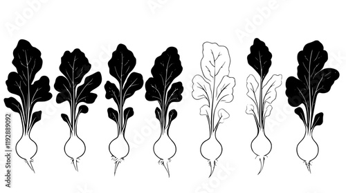 Collection of Radish, vectorized food design
