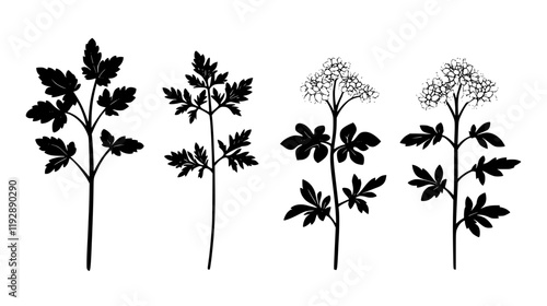 Collection of Sweet Cicely, vectorized food design
