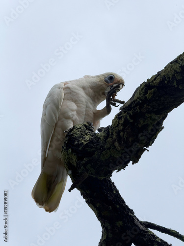 A Little Corella eating the nuts of the Coastal She-Oak, Sunshine Coast, Queensland, Australia photo