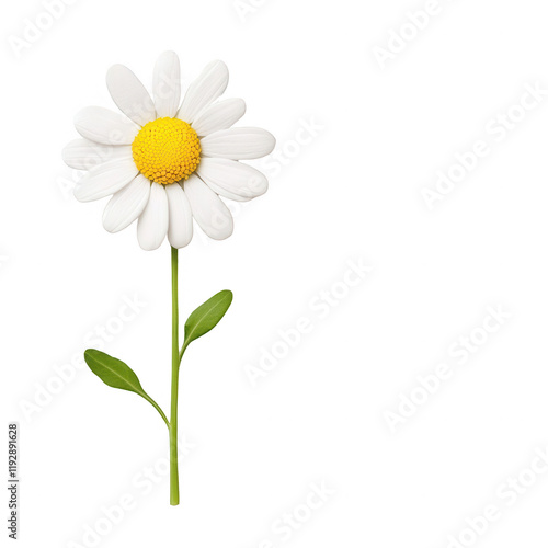 Wallpaper Mural A beautiful daisy flower showcasing its vibrant white petals and yellow center., isolated on a transparent background. Torontodigital.ca