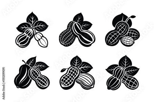 Peanuts (Arachis hypogaea) design, labeled silhouette vector illustration
