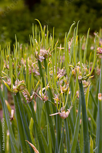 Multi-tiered onion, Allium proliferum, with small air bulbs. close up photo