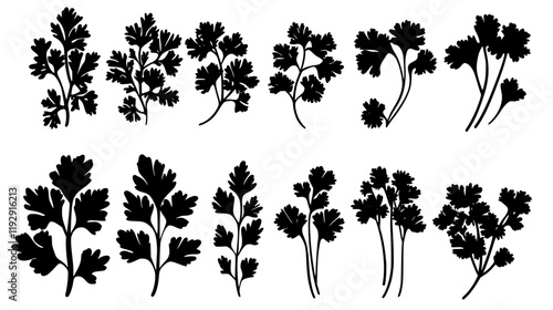 Collection of Cilantro icons, Cilantro illustration art, seamless pattern