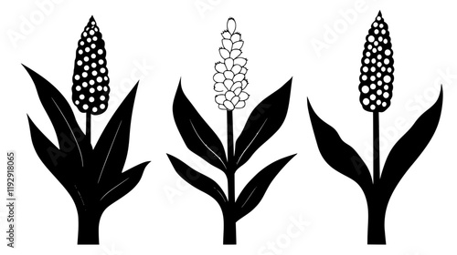 Collection of Hominy digital art, Hominy vector graphic, repetitive pattern