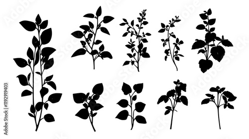 Collection of Oregano digital art, Oregano vector graphic, repetitive pattern