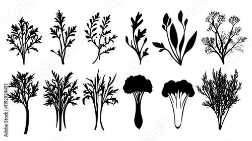 Collection of Fennel vector icons, Fennel vector art pattern