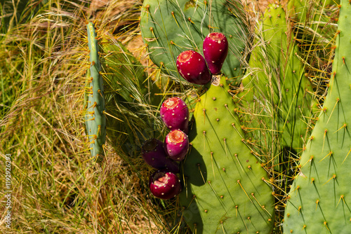 Prickly pear cactus (Opuntia engelmannii),  common across the south-central and Southwestern United States and northern Mexico. photo