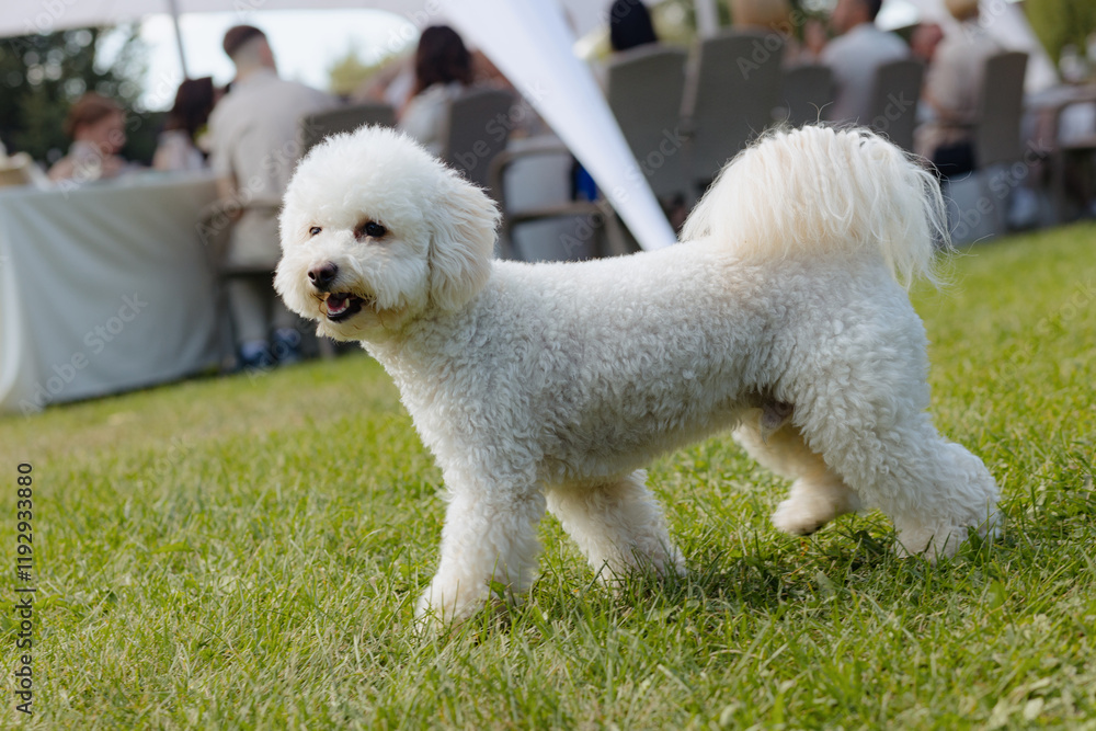 Fluffy white dog enjoying a sunny day at an outdoor gathering with friends Fluffy white dog enjoying a sunny day at an outdoor gathering with friends
