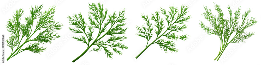 Fototapeta premium Fresh dill herb with feathery green leaves, perfect for culinary use and garnishing