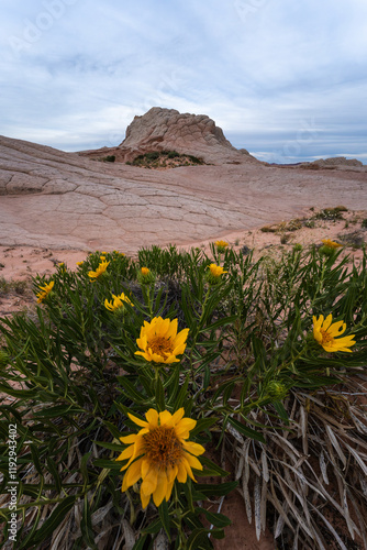 Desert sunflowers flourish before rock formations in Arizona photo