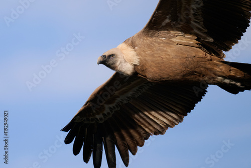 Griffon Vulture Soaring Gracefully Against Clear Blue Sky photo